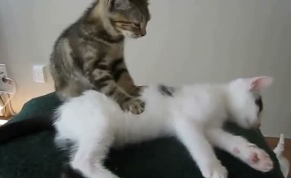 go to Hausgemachte Videos der lustigen Tiere