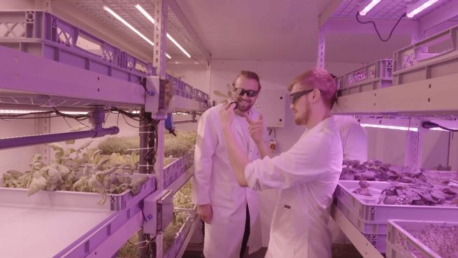 go to 'LettUs Grow': Geniale Methode lässt Pflanzen ohne Boden wachsen