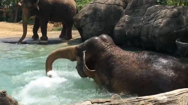 go to Dickhäuter duscht: Elefant planscht im kühlen Nass