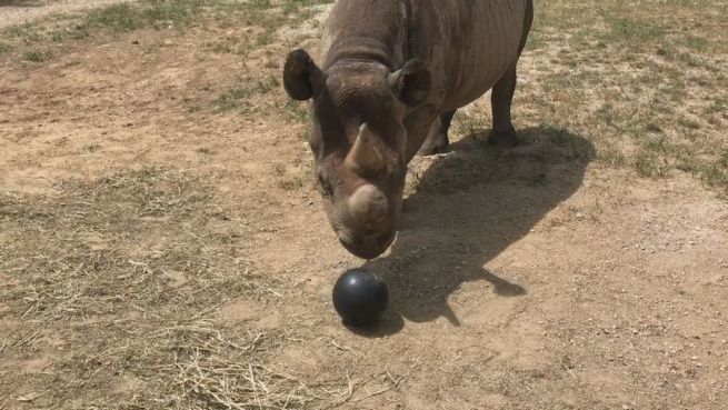 go to Als Aufruf: Nashorn ‚kickt‘ mit Bowlingkugel