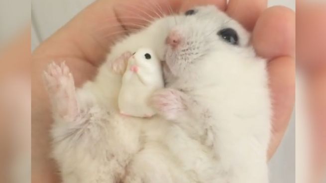 go to Kuschel-Tier: Dieser Hamster liebt seinen Freund