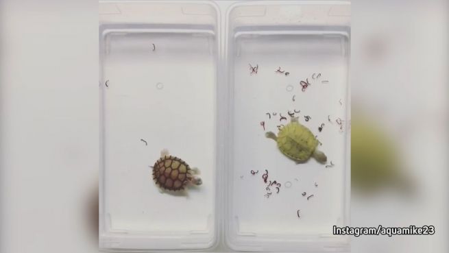 go to Kampf der flotten Fresser: Schildkröten im Wettbewerb