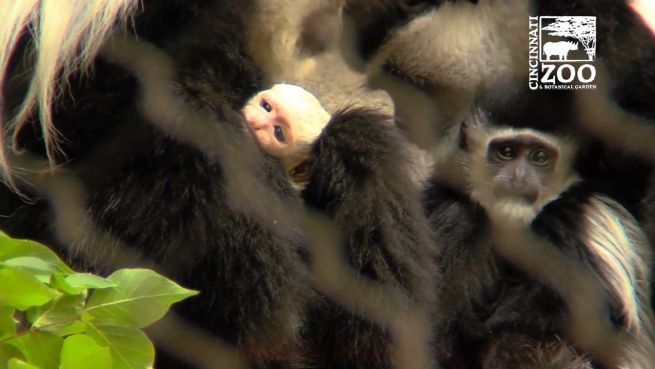 go to Süß: Neues Affenbaby im Cincinnati Zoo