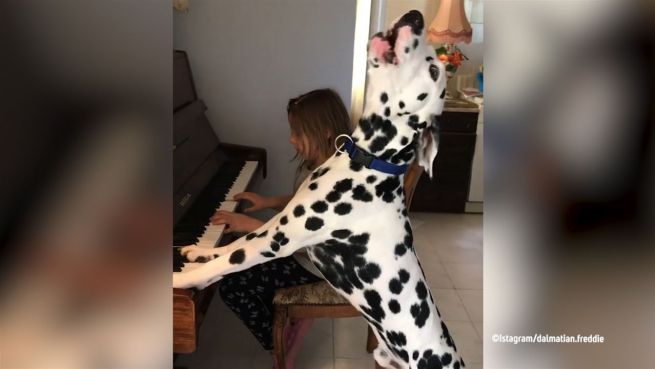 go to Musikalischer Vierbeiner: Hund singt zu Klaviermusik