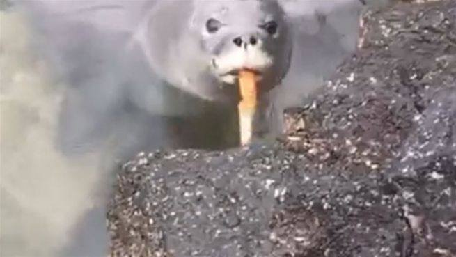 go to Robbenwelpe in Gefahr: Spiel auf Messers Schneide