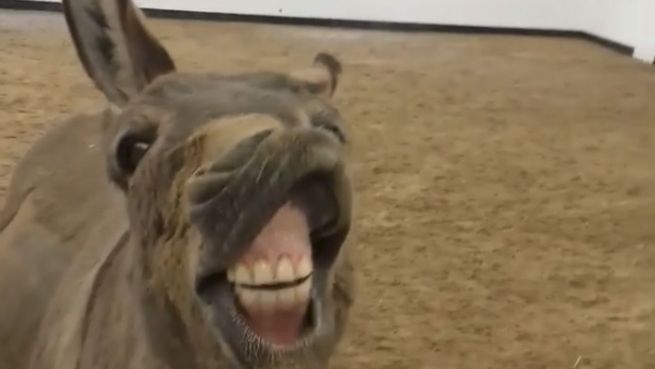 go to Gute Laune: Esel kommt aus dem Lachen nicht raus