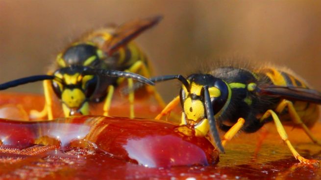 go to Allergieschock: So schützt man sich vor Wespenstichen