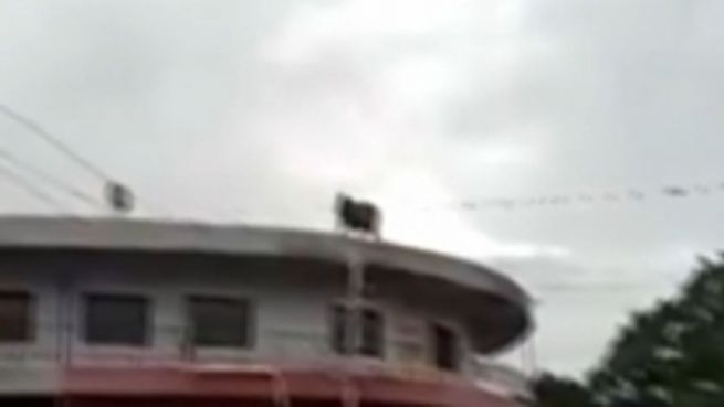 go to Tierischer Selbstmord? Kuh springt von Dach