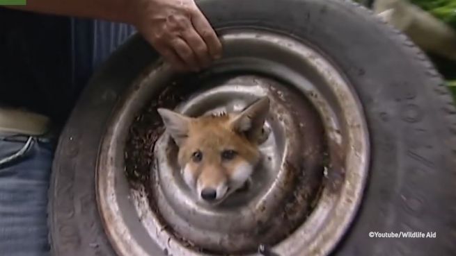 go to Fuchs-Falle: Haarige Reifenpanne