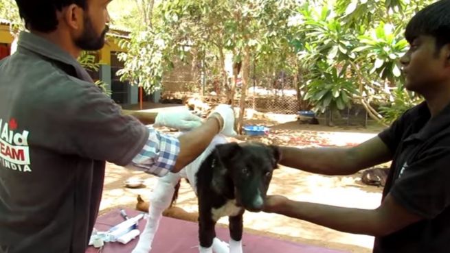 go to Rührende Rettung: Straßenhund von Verbrennungen geheilt