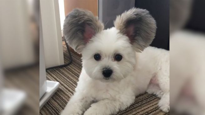 go to Micky-Maus-Hund: Diese Ohren gehen viral