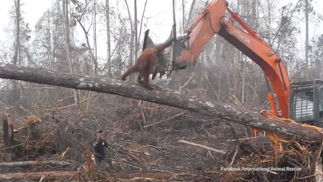 go to Bagger zerstört Heimat: Orang-Utan auf der Flucht
