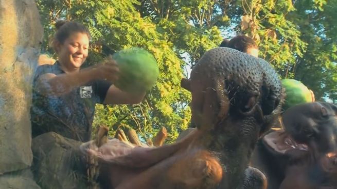 go to Süße Erfrischung: Diese Dickhäuter knacken ganze Melone