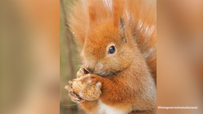go to Zutraulicher Nussknacker: Eichhörnchen in Polen