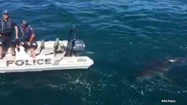 go to Stalker im Ozean: Weißer Hai verfolgt Polizei