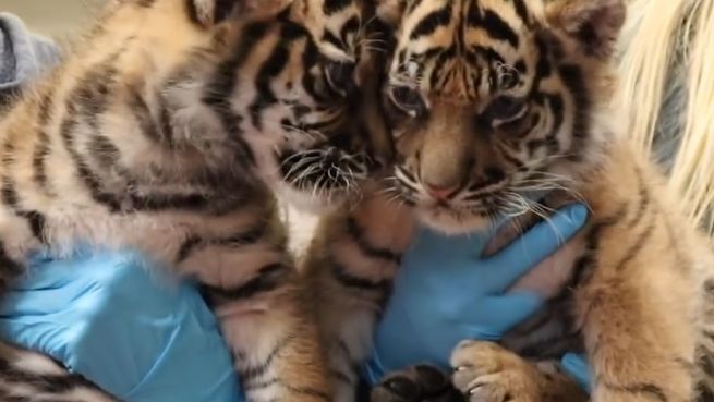 go to Wichtiger Pieks: Tigerbabies werden geimpft