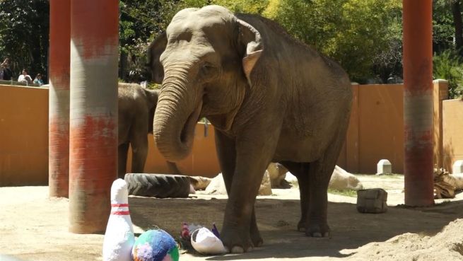 go to Zoo-Bowlingbahn: Elefanten kegeln für den guten Zweck