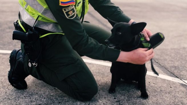 go to Außenseiter-Truppe: Streuner als Polizeihunde