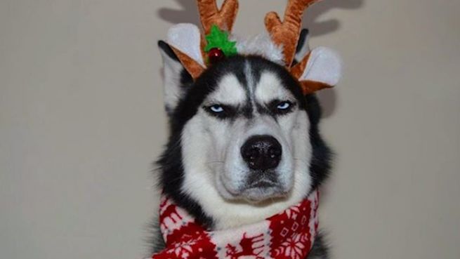 go to Weihnachtsmuffel: Husky hasst Heiligabend