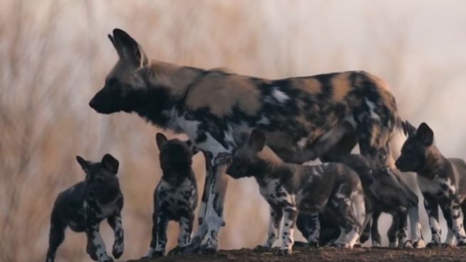 go to Schritt für Schritt: Tapsige Wildhunde in England
