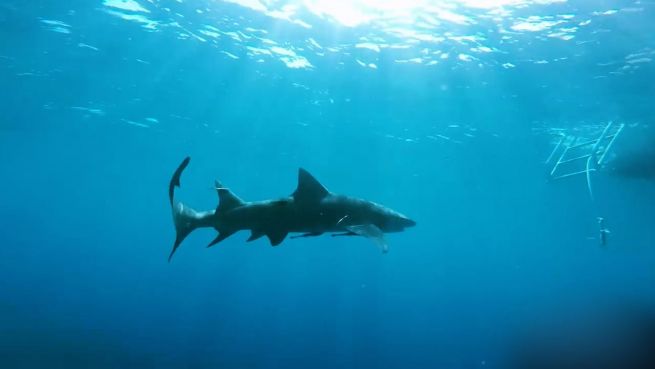 go to Gefährdete Meeresbewohner: Sind Haie Monster der Meere?