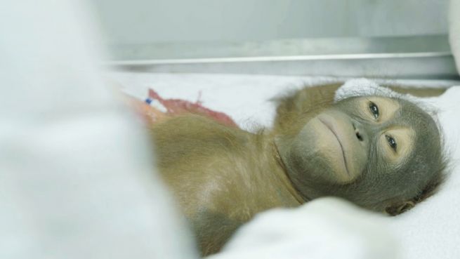 go to Fast verhungert: Helfer retten Orang-Utan mit Baby