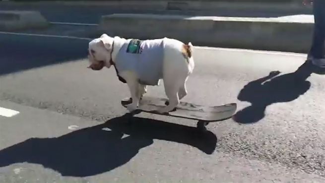 go to Tierischer Sportler: Hund ’skatet‘ Gassi