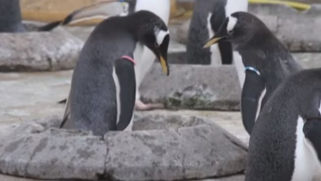 go to Pinguine im Glücksrausch: Neue Nester im Zoo Edinburgh