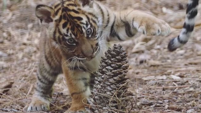 go to Niedlich: San Diego Zoo blickt auf 2016 zurück