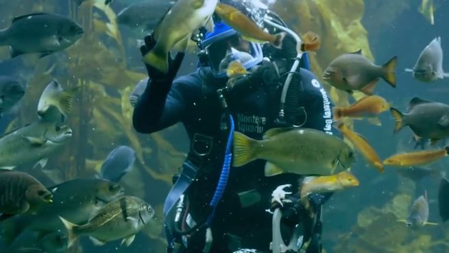 go to Fischfütterung per Hand: Live-Spektakel in Kalifornien