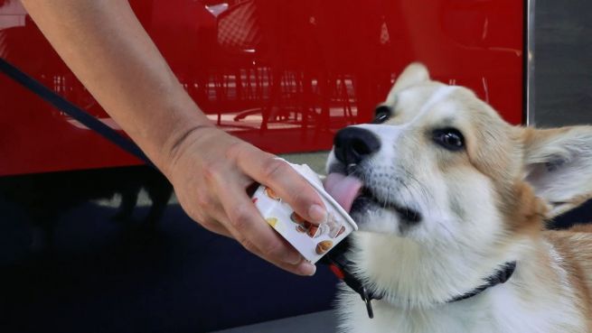 go to Stracciatella, Vanille, Leberwurst: Leckere Abkühlung für Hunde