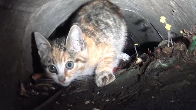 go to Katze in Gefahr: Tierretter befreien süßen Stubentiger