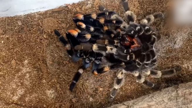 go to Krabbelige Entwicklung: Riesenspinne im Zeitraffer