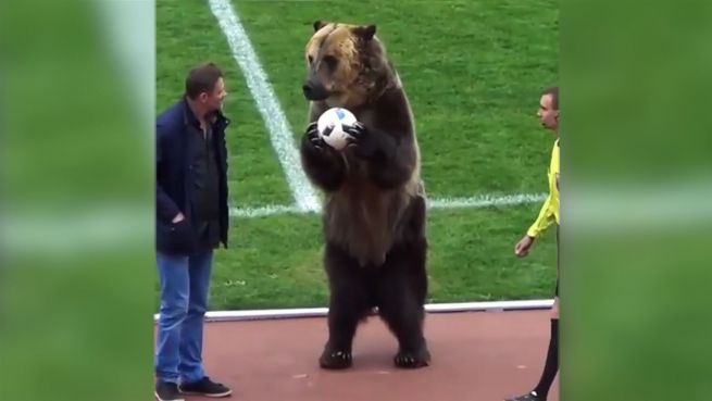 go to Tierquäler: Bär muss russische Fussballfans belustigen