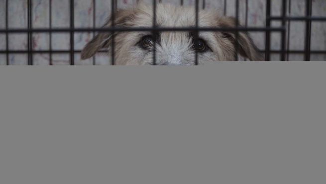 go to Mutig: Yana rettet Straßenhunde vor dem Todesschwadron