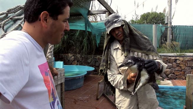 go to Ozean-Held: Uruguayer rettet jedes Jahr hunderte Tiere