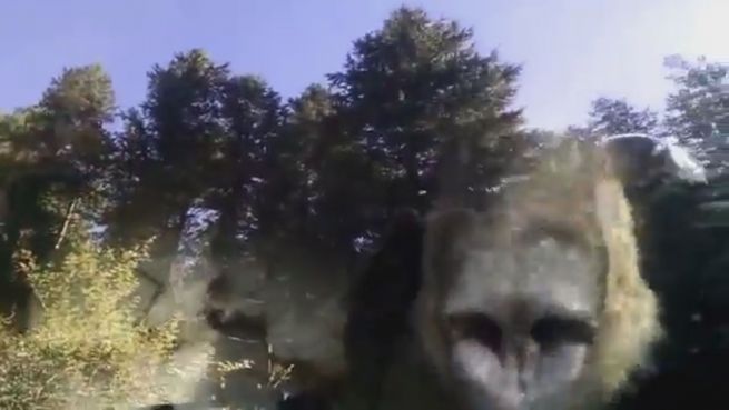 go to Ungebetener Fahrgast: Bär sperrt sich in Auto ein