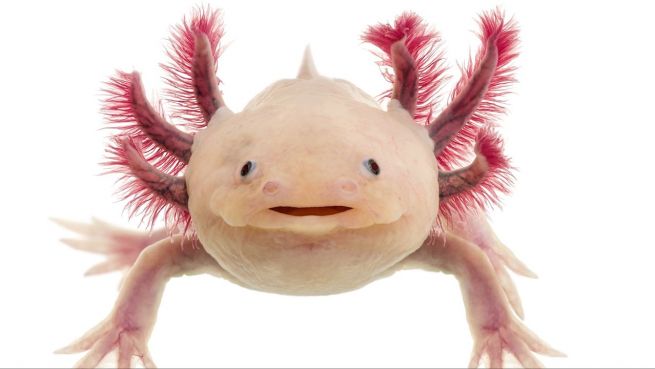 go to Wundertierchen in Gefahr: Axolotl kämpft ums Überleben