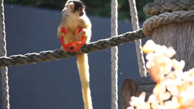 go to Naschen muss erlaubt sein: Äffchen im Weihnachtsfieber