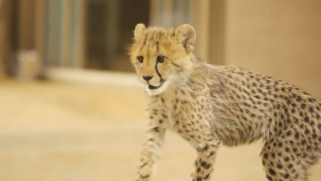 go to Roketi: Baby-Gepard rast raketenmäßig durch den Zoo