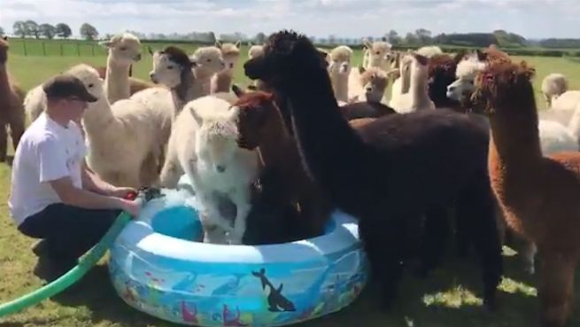 go to Nasse Invasion: Alpakas erobern das Planschbecken