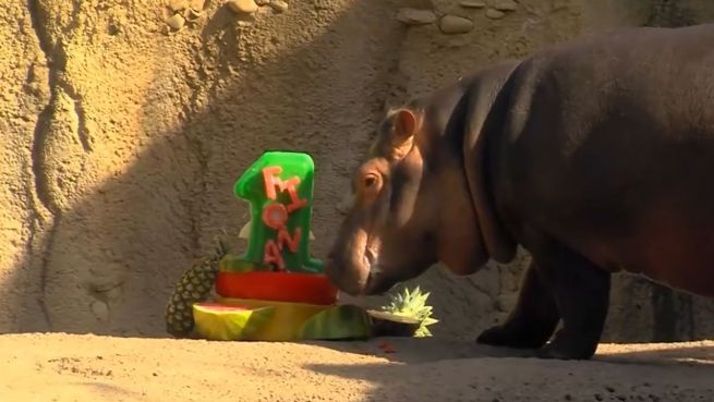 go to Ein Jahr und 300 Kilo: Fiona feiert Geburtstag