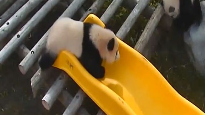 go to Panpans Paradies: Pandabären entdecken Rutsche