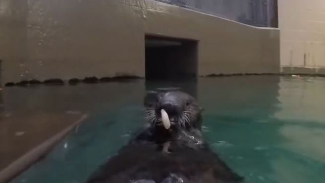 go to Garnele statt Fläschchen: Otter frisst das erste Mahl