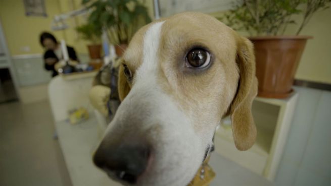 go to Tierretter: Chinese piekst Hunde