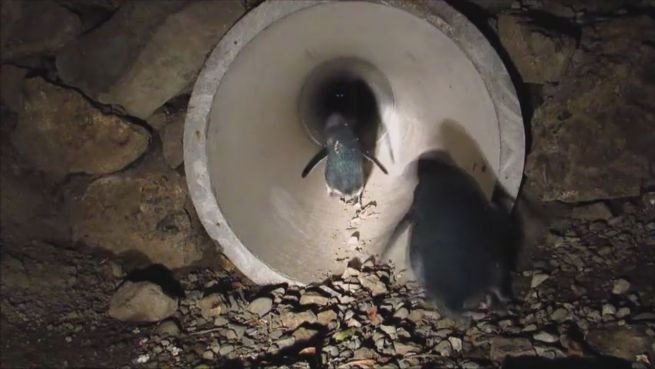go to Sicher watscheln: Pinguine bekommen eigenen Tunnel