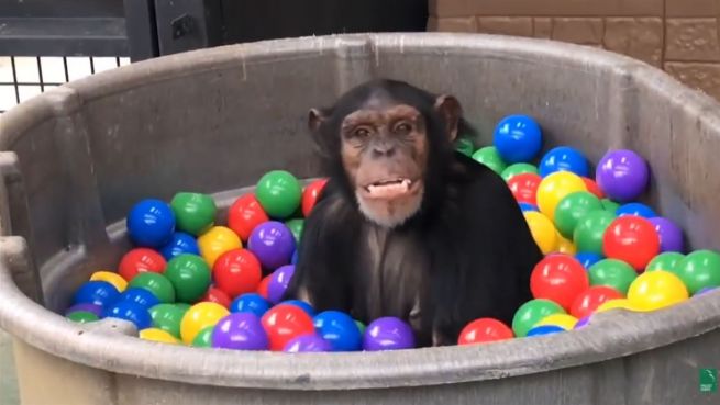 go to Ein Sprung ins bunte Becken: Schimpansen im Bällebad