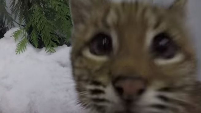 go to Riesenspaß: Luchs-Baby tobt im Schnee