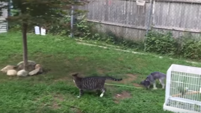 go to Popular Funny Cats Video