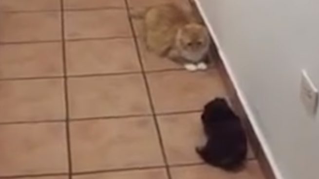 go to Funny Animal Videos